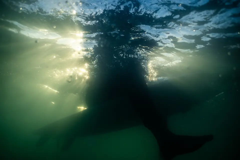 Underwater view looking up at the sunlit surface and a swimmer's silhouette
