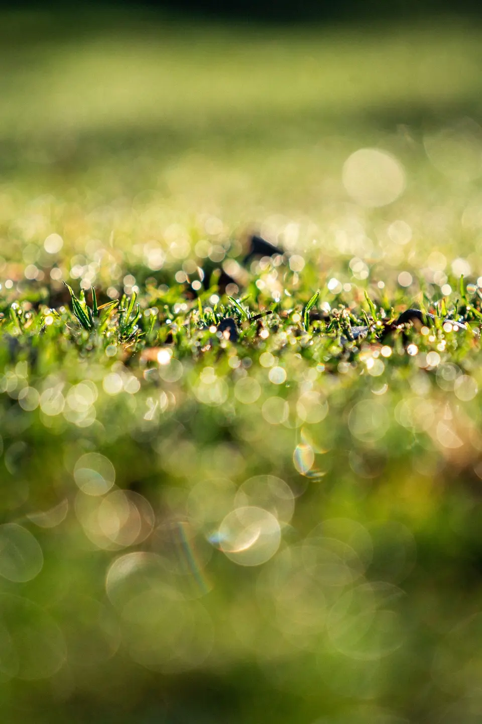 Macro photo of dew drops on grass, backlit by morning sun